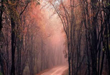 [德甲]帕利尼亚远射被挡 凯恩补射破门.